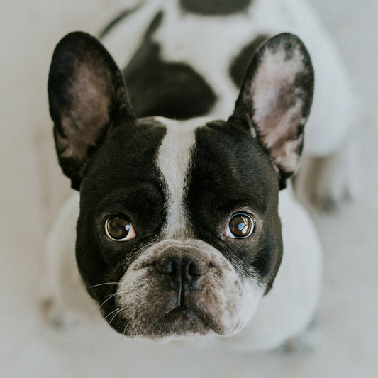 ¿Son importantes los suplementos alimenticios en nuestros perros?